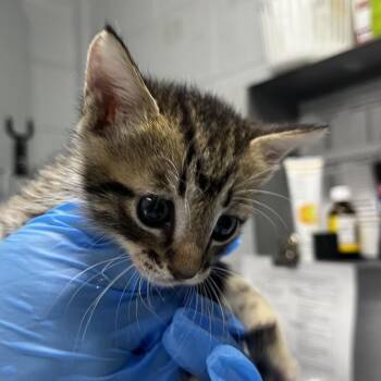 Ms. Chirp -  Domestic Short Hair Cat for Adoption in Summerville, South Carolina - Ms. Chirp | PetCurious