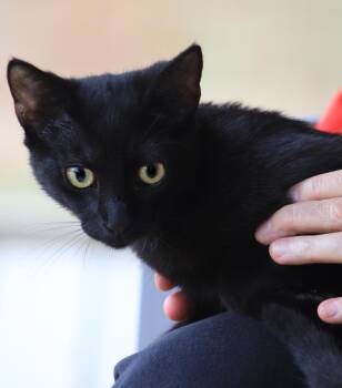 Domestic Short Hair Cats Available for Adoption - Abrielle | PetCurious