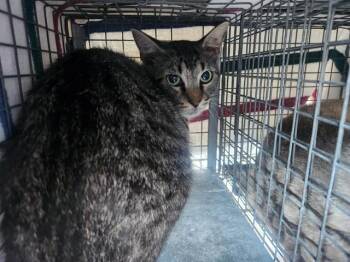 Domestic Short Hair Cats Available for Adoption in Fort Lauderdale, Florida - A2475073 | PetCurious