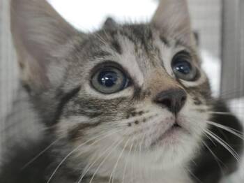 Domestic Short Hair Cats Available for Adoption in Fort Lauderdale, Florida - CLAYTON | PetCurious