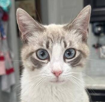 Siamese and Tabby Cats Available for Adoption in Lucas, Texas - Sapphire | PetCurious