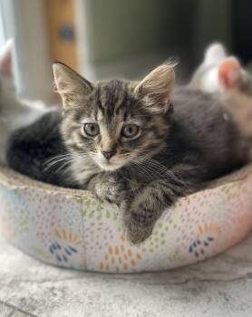 Carmela -  Tabby Cat for Adoption in Richmond, Virginia - Carmela | PetCurious