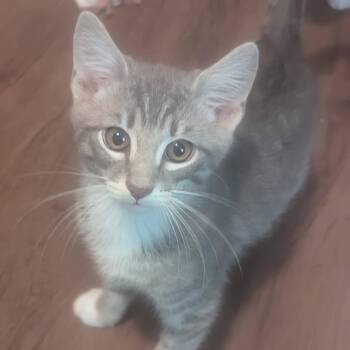 Domestic Short Hair Cats Available for Adoption in Baltimore, Maryland - Grommett | PetCurious