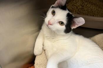 Popeye -  Domestic Short Hair Cat for Adoption in Moncks Corner, South Carolina - Popeye | PetCurious
