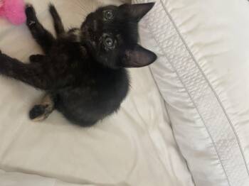 Domestic Short Hair Cats Available for Adoption - Clover | PetCurious