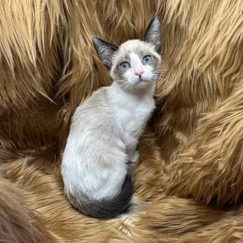 Beef Bourguinon -  Snowshoe and Siamese Cat for Adoption in San Diego, California - Beef Bourguinon | PetCurious