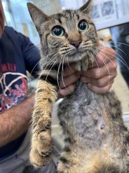 Domestic Short Hair Cats Available for Adoption in San Antonio, Texas - SABLE | PetCurious