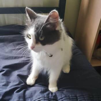 Sugar -  Domestic Long Hair and Ragdoll Cat for Adoption in Laguna Woods, California - Sugar | PetCurious