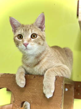 Rescue Domestic Short Hair Cats for Adoption in Estherville, Iowa - Goldeen | PetCurious