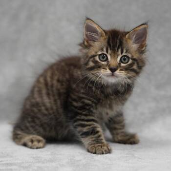 Edward (Lavender) -  Domestic Medium Hair Cat for Adoption in Sunnyvale, California - Edward (Lavender) | PetCurious