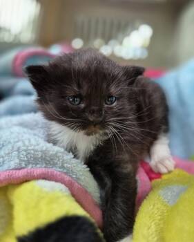 socks -  Domestic Short Hair Cat for Adoption in Lawrenceville, Georgia - Socks | PetCurious