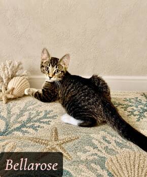 Bellarose -  Domestic Short Hair Cat for Adoption in Englewood, Florida - Bellarose | PetCurious
