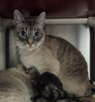 Sasha -  Domestic Short Hair Cat for Adoption in Vancouver, Washington - Sasha | PetCurious