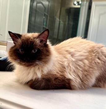 Siamese and Himalayan Cats Available for Adoption in Austin, Texas - Chips | PetCurious