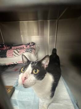 Jubilee -  Domestic Short Hair Cat for Adoption in Cincinnati, Ohio - Jubilee | PetCurious
