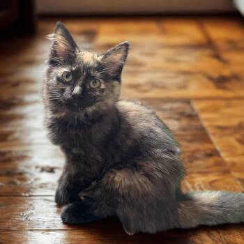 P.B 0426 JT -  Domestic Long Hair Cat for Adoption - P.B 0426 JT | PetCurious
