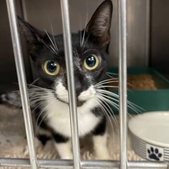 Puddin -  Domestic Short Hair Cat for Adoption in Port Charlotte, Florida - Puddin | PetCurious