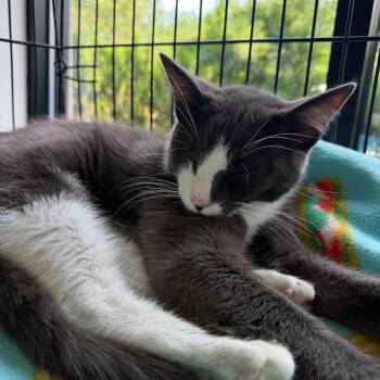 Howard -  Domestic Short Hair Cat for Adoption in Riverwoods, Illinois - Howard | PetCurious