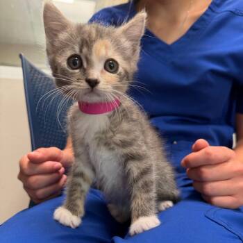 Marsha -  Domestic Short Hair and Domestic Medium Hair Cat for Adoption in Englewood, Florida - Marsha | PetCurious
