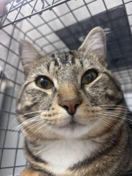 TIGGER -  Domestic Short Hair Cat for Adoption in Las Vegas, Nevada - TIGGER | PetCurious