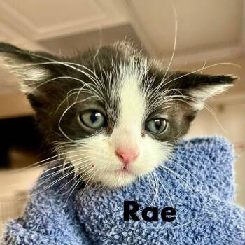 Rae -  Domestic Short Hair Cat for Adoption in Lakewood, Colorado - Rae | PetCurious