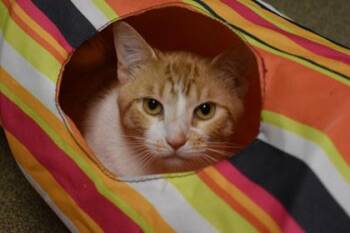 Cookie -  Domestic Short Hair Cat for Adoption in Kansas City, Missouri - Cookie | PetCurious