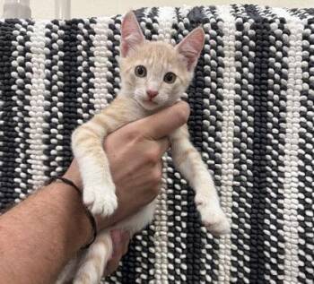 Farley -  Domestic Short Hair Cat for Adoption in Honolulu, Hawaii - Farley | PetCurious