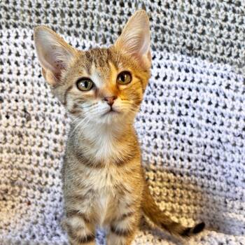 Rescue Domestic Short Hair Cats for Adoption in Mt. Juliet, Tennessee - Nommi | PetCurious