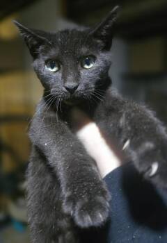 King Kio -  Domestic Short Hair Cat for Adoption in Elizabeth, Pennsylvania - King Kio | PetCurious