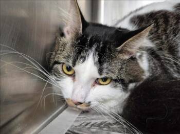 Rescue Domestic Medium Hair Cats for Adoption in Hagerstown, Maryland - BAULK | PetCurious