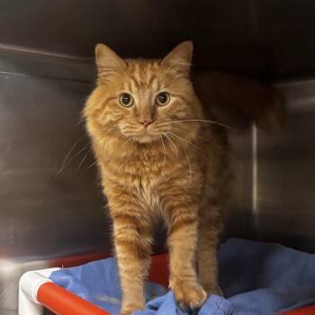 Twizzler -  Domestic Short Hair Cat for Adoption in Salt Lake City, Utah - Twizzler | PetCurious