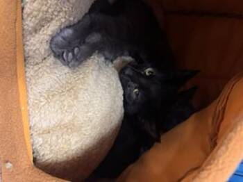 Scar -  Domestic Short Hair Cat for Adoption in Louisville, Kentucky - Scar | PetCurious