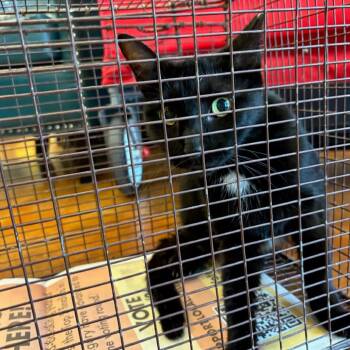 Extended Warranty -  Domestic Short Hair Cat for Adoption in Austin, Texas - Extended Warranty | PetCurious