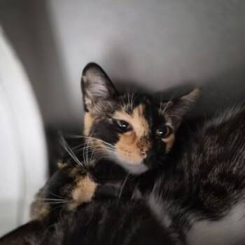 Belcan -  Domestic Short Hair Cat for Adoption in Sacramento, California - Belcan | PetCurious