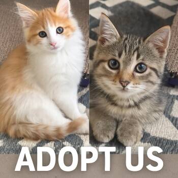 Rescue Domestic Medium Hair Cats for Adoption in Farmington, Minnesota - Cheddar And Bleu | PetCurious