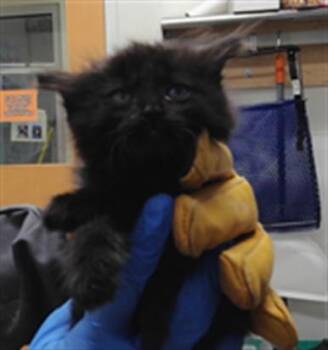 LIZZIE -  Domestic Short Hair Cat for Adoption in Albuquerque, New Mexico - LIZZIE | PetCurious