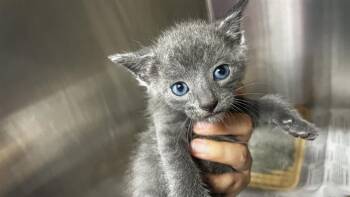 RYAN -  Domestic Short Hair Cat for Adoption in Grand Prairie, Texas - RYAN | PetCurious