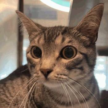 Domestic Short Hair Cats Available for Adoption - Silver | PetCurious