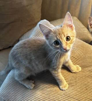 Duster -  American Shorthair Cat for Adoption in Meeker, Oklahoma - Duster | PetCurious