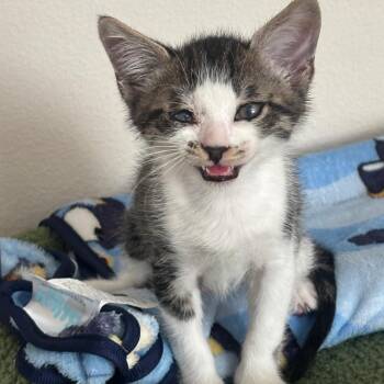 Kip -  Tabby Cat for Adoption in San Juan Capistrano, California - Kip | PetCurious