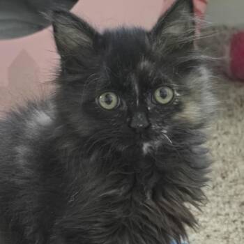 Sushi -  Tortoiseshell Cat for Adoption in Cottonwood Heights, Utah - Sushi | PetCurious