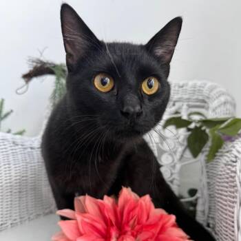 Chimenee Schmickets 56333 -  Domestic Short Hair Cat for Adoption in Eaton Rapids, Michigan - Chimenee Schmickets 56333 | PetCurious