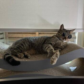 American Shorthair Cats Available for Adoption - Cleo III (New Digs) | PetCurious