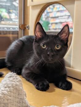 Luna -  Domestic Short Hair and Domestic Medium Hair Cat for Adoption in Pearland, Texas - Luna | PetCurious