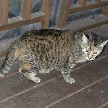 Mystery -  Domestic Short Hair Cat for Adoption in Bedford, New Hampshire - Mystery | PetCurious