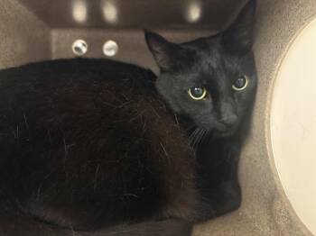 OLIVER -  Domestic Short Hair Cat for Adoption in Kent, Washington - OLIVER | PetCurious