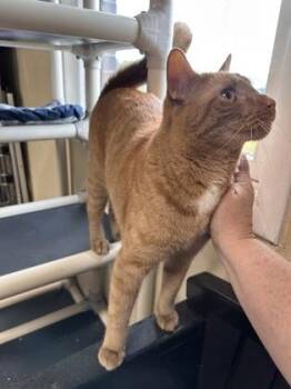 Ginger Boy -  Domestic Short Hair Cat for Adoption in Bridgewater, New Jersey - Ginger Boy | PetCurious