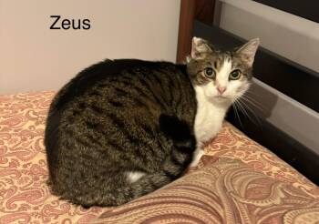 Zues -  Tabby Cat for Adoption in White Bluff, Tennessee - Zues | PetCurious