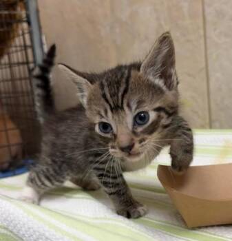 J Balvina -  Domestic Short Hair Cat for Adoption in Honolulu, Hawaii - J Balvina | PetCurious