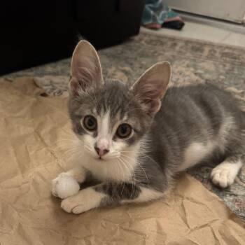 Tambourine Pounce 56121 -  Domestic Short Hair Cat for Adoption in Eaton Rapids, Michigan - Tambourine Pounce 56121 | PetCurious